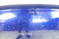 фото thumb №11, Vw tiguan ii рестайлінг 2020- кришка капот двигуна 5na823155g