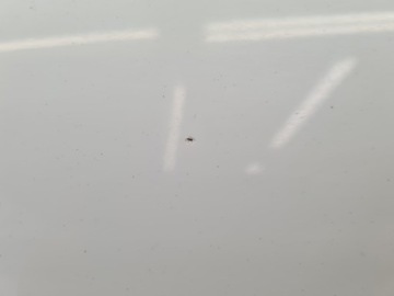 фото thumb №10, Opel zafira b дверь левый зад z40r