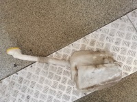 фото thumb №3, Бачок омивача renault оригінальний номер 8200104706