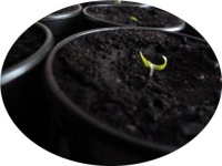 Carolina Reaper Yellow — НАБОР ДЛЯ ВЫРАЩИВАНИЯ XXL ХИТ!