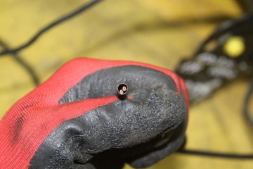 фото thumb №7, Спинка сиденья правые перед ford galaxy i fl vw sharan alhambra подогрев