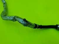 фото thumb №3, Шланг трубка вакуум a6 c7 a7 q7 a8 d4 q5 3.0 tdi 8k0611743c