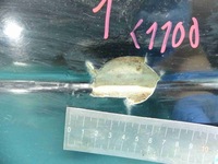 фото thumb №8, Крышка багажника задняя стекло suzuki xl7 xl-7 ii 06-09 1sc