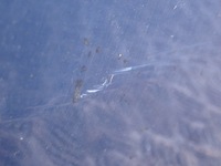 фото thumb №4, Fiat grande punto 5d двері перед праве передні