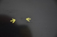 фото thumb №4, Крышка багажника задняя задняя opel corsa d 5d