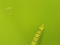 фото thumb №12, Bmw m4 g82 g83 крило перед лівий переднє c4h sao paulo gelb