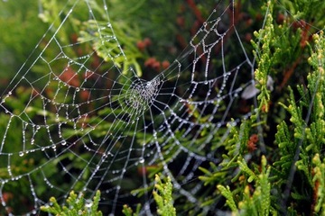 Удобрения для Thuja и Thuja - сбалансированное 3 -километровое удобрение