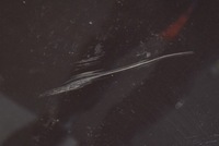 фото thumb №7, Капот крышка двигателя коричневая nissan navara 3 iii 05-14