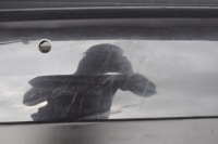 Maserati quattroporte vi бампер задняя задний pdc nero ribelle vr.815/b Киев, фото thumb