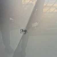 фото thumb №8, Vw golf vi 6 5k0 капот кришка двигуна 5k0823155f