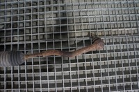 фото thumb №5, Рулевая рейка przekłdania рулевая infiniti fx ii lift qx70