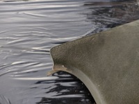 фото thumb №5, Mercedes w124 захист słupkek a нижня права зелена