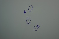 Капот крышка двигателя renault megane 3 кабриолет  teqnc Доставка, фото thumb