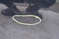 фото thumb №5, Дверь задние левая kia optima sedan