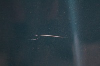 фото thumb №4, Капот кришка двигуна зелений seat toledo 2 ii 99-06