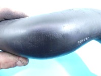 фото thumb №5, Труба інтеркулер шланг renault talisman 1.6 dci