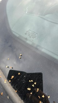 фото thumb №3, Стекло перед передняя лобовое alfa romeo giulietta