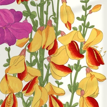 FIRLETKA KWIECISTA sztuka japońska dekoracja vintage 21x30 (A4)