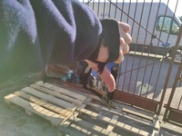 фото thumb №13, Капот крышка двигателя audi a3 8p ly9b капот 2008-2012