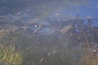 фото thumb №5, Двері передні ліва перед лівий mercedes-benz w168