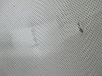 фото thumb №4, Стеля ford galaxy mk4 16r