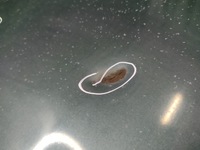 фото thumb №5, Капот кришка двигуна jeep grand cherokee wj