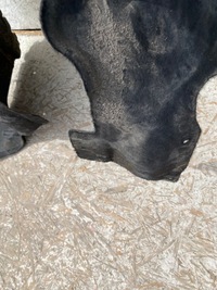 фото thumb №10, Audi rs6 rs7 4k0 подкрылок передние левая