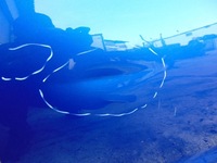 фото thumb №6, Двері лівий перед audi a6 c7