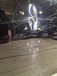 фото thumb №6, Porsche 911 992 19- дверь правое перед