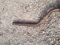 фото thumb №6, Bmw f11 гаситель kompletny