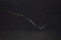 фото thumb №5, Дверь левая перед передние khhc peugeot 308 1 i t7 5d hb 07-11