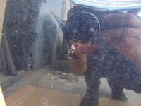 фото thumb №8, Дверь правые перед volkswagen golf v универсал