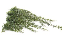 Искусственный плющ 120 очень реалистичный HEDERA