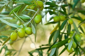 ГЕЛЬ-УДОБРЕНИЕ AGRECOL ДЛЯ ОЛЕАНДРОВ, ОЛИВОК, ГИБИСКУСА, ПОГРАММЫ, ЛАВАНДЫ