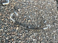 фото thumb №1, Renault trafic iii opel vivaro b шланг кондиционера 924543622r