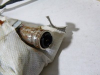 фото thumb №6, Шторка безопасности ford focus подушка сиденье правая mk4 mk 4