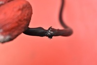 фото thumb №5, Лямбда-зонд 89465-52020 toyota yaris 1 i 1.0 vvti 68 km 99-03