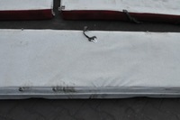 фото thumb №6, Iveco stralis 420 заднє сидіння задня задня