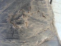 Шумоизоляция крыла левый левая перед ford c-max 1 mk1 Цена, фото thumb