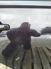 фото thumb №7, Дверь правые зад задние nissan qashqai i j10 07-10 оригинал лак gab