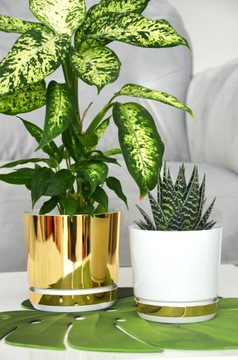 12 Цветочный горшок DUO GREEN, блестящее ЗОЛОТОЕ основание.