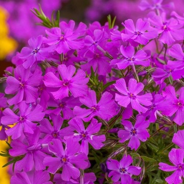 Floks szydlasty 'Spring Purple' (phlox subulata)