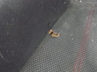 фото thumb №5, Opel corsa d 06- перехідник van сидіння обшивки ремені kpl