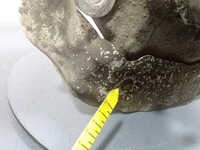 фото thumb №8, Bmw 7 g11 750i поворотный кулак правая перед ступица передняя n63b44c