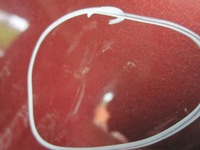 фото thumb №11, Mazda 6 ii gh 07r капот