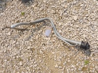 фото thumb №1, Заливная горловина топлива subaru legacy outback kombi 2.0