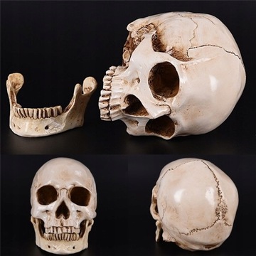 Реплика человеческого черепа Lifesize 1:1, смола