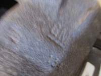 фото thumb №9, Поворотный кулак амортизатор перед левая opel astra iv gtc