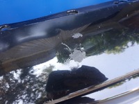 фото thumb №8, Mazda 6 mazda6 2012-2015 12-15 решётка радиатора решётка радиатора перед