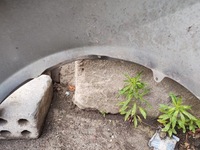 фото thumb №6, Honda accord vii крила правий перед передній